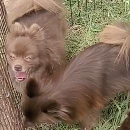 Assorted Doodle Crosses and Pomeranians from Pomeranians  & Pomapoos