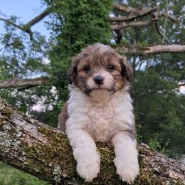 Leonardo - Brindle male Companion Cross puppy in Macon, Georgia from Shipoo Lane