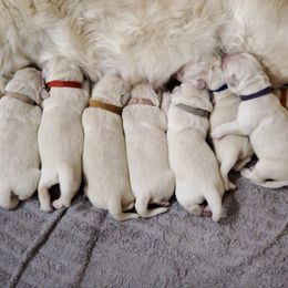 Golden Retriever Puppies from Hoekema Homestead Goldens