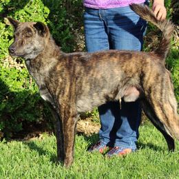 Jindo All Grown Up from YooShin Kennels