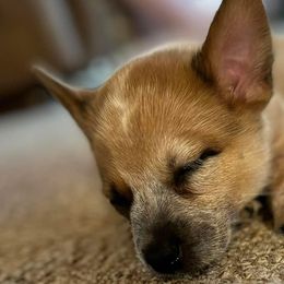 Boy 1 - Australian Cattle Dog puppy from BMK Heelers