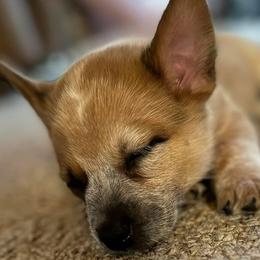 Boy 1 - Australian Cattle Dog puppy from BMK Heelers