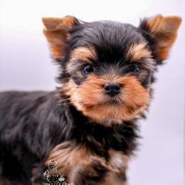 Yorkshire Terrier Puppies from Essence of Grace Yorkies