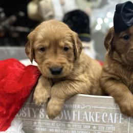 Golden Retriever puppies from Creamy Retrievers