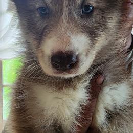 Native American Indian Dog Puppies from Corn Moon Kennels: a member of the Native American Indian Dog Preservation Project