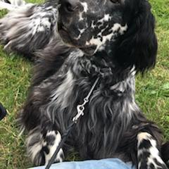 English Setters from Adirondack Setters