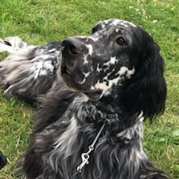 English Setters from Adirondack Setters