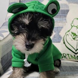 Black and Silver - Miniature Schnauzer puppy from Schnauzer Affinity