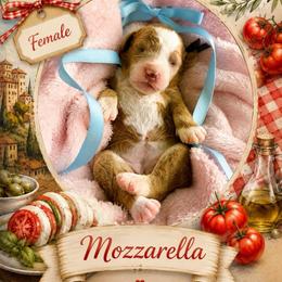 Mozzarella - Red  female Goldendoodle puppy in Miami, Florida from Jade’s Paws & Co. Of Miami LLC