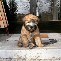 Soft Coated Wheaten Terrier Puppies from Warzalas wheatens