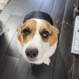 Georgia - Pembroke Welsh Corgi