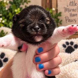 Leo - Wolf sable male Pomeranian puppy in Fayetteville, North Carolina from Tar-heel Poms