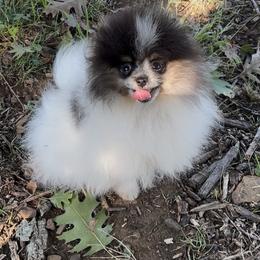 Pomeranian Puppies from Cascade Pomeranians
