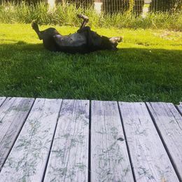 Dilute Retriever All Grown Up from BR Labradors, LLC