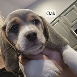 Oak - Blue tan and white male Beagle puppy in La Pine, Oregon from Happier with Dogs
