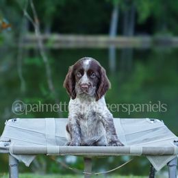 Female 3 - Liver white and roan female English Springer Spaniel puppy in Loris, South Carolina from Palmetto Springer Spaniels