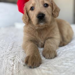 Girl 5 - Cream female Goldendoodle puppy in Fayetteville, Arkansas from Silver Hill Farm