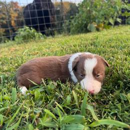 Trixie - Red female Border Collie puppy in Chattanooga, Tennessee from Ross Vegas Kennels
