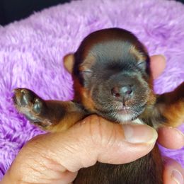 Yorkshire Terrier Puppies from Pixieland Yorkshire Terriers