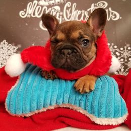 English Bulldog and French Bulldog Puppies from Bullwrinklz