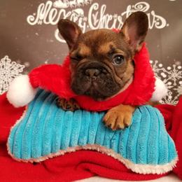 English Bulldog and French Bulldog Puppies from Bullwrinklz