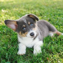 Mars - Blue male Pembroke Welsh Corgi puppy in Bedford, Indiana from Sunny Acres Corgis