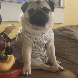 Bulldog and Pug Puppies from Love that bulldog lewter family