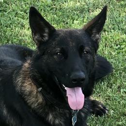 Diesel - German Shepherd