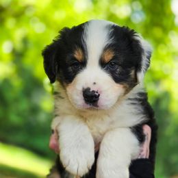 Australian Shepherd Puppies from Kenmont Kennels
