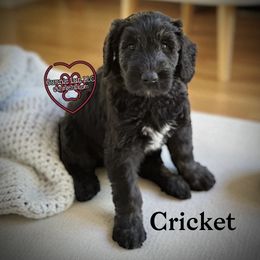 Cricket - Black male Schnoodle puppy in Saint Augustine, Florida from Gunnie Luv, LLC