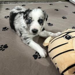 Border Collie Puppies from Roaring River Border Collies