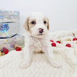 Oregano - Red male Bernedoodle puppy in Granton, Wisconsin from Rose River Farms