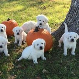 Labrador Retrievers from Starview Labradors