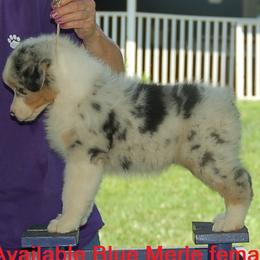 Australian Shepherd Puppies from Windmere Aussies