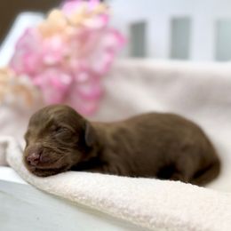Neo - Chocolate Dachshund puppy in Goodyear, Arizona from D&C Royal Dachshunds