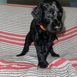 Jack - Black Goldendoodle puppy in Morrow, Georgia from High Society Kennel