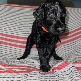 Jack - Black Goldendoodle puppy in Morrow, Georgia from High Society Kennel