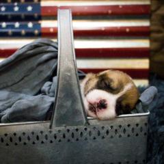 Pembroke Welsh Corgi Puppies from South Texas Blue Collar Corgis