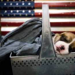 Pembroke Welsh Corgi Puppies from South Texas Blue Collar Corgis