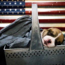 Pembroke Welsh Corgi Puppies from South Texas Blue Collar Corgis