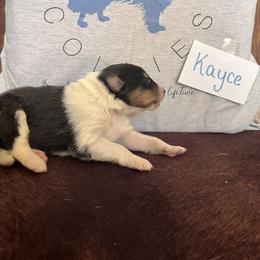 Collie Puppies from A/K Rough Collies