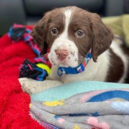 English Springer Spaniel Puppies from WorleyByrd Springers