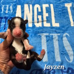 Jayzen - Sable and white male Tibetan Terrier puppy in Dorena, Oregon from Angel Tibetans Of Oregon