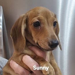 Boy 2 - Fawn (isabella) and cream male Dachshund puppy in Otto, North Carolina from Windy Ridge Dachshunds
