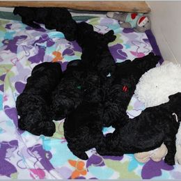 Poodle Puppies from Magic Hour Poodles