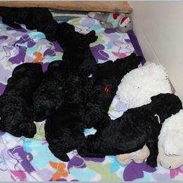 Poodle Puppies from Magic Hour Poodles