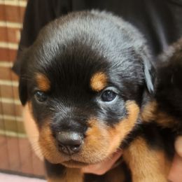 Rottweiler Puppies from Cron Rottweilers