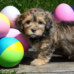 Girl 1 - Chocolate female Cavapoo puppy in Medina, Ohio from Momma's Minis
