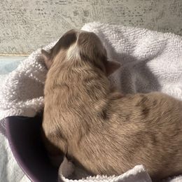 Miniature Australian Shepherd and Toy Australian Shepherd Puppies from Cherry Grove Kennel