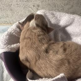Miniature Australian Shepherd and Toy Australian Shepherd Puppies from Cherry Grove Kennel
